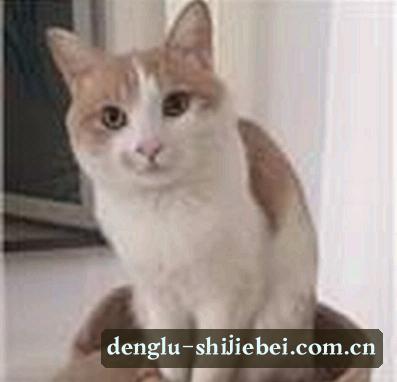吴强